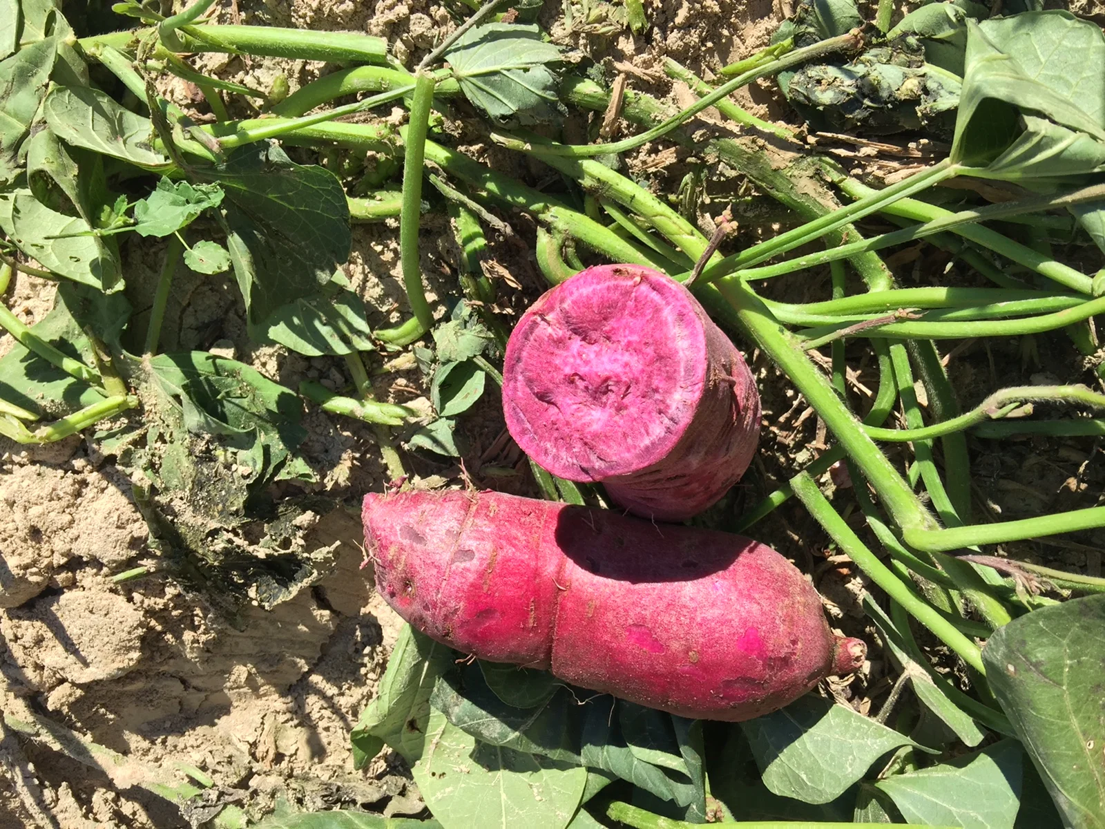  An Okinawan sweet potato that has been cut in half to show its purple flesh.  