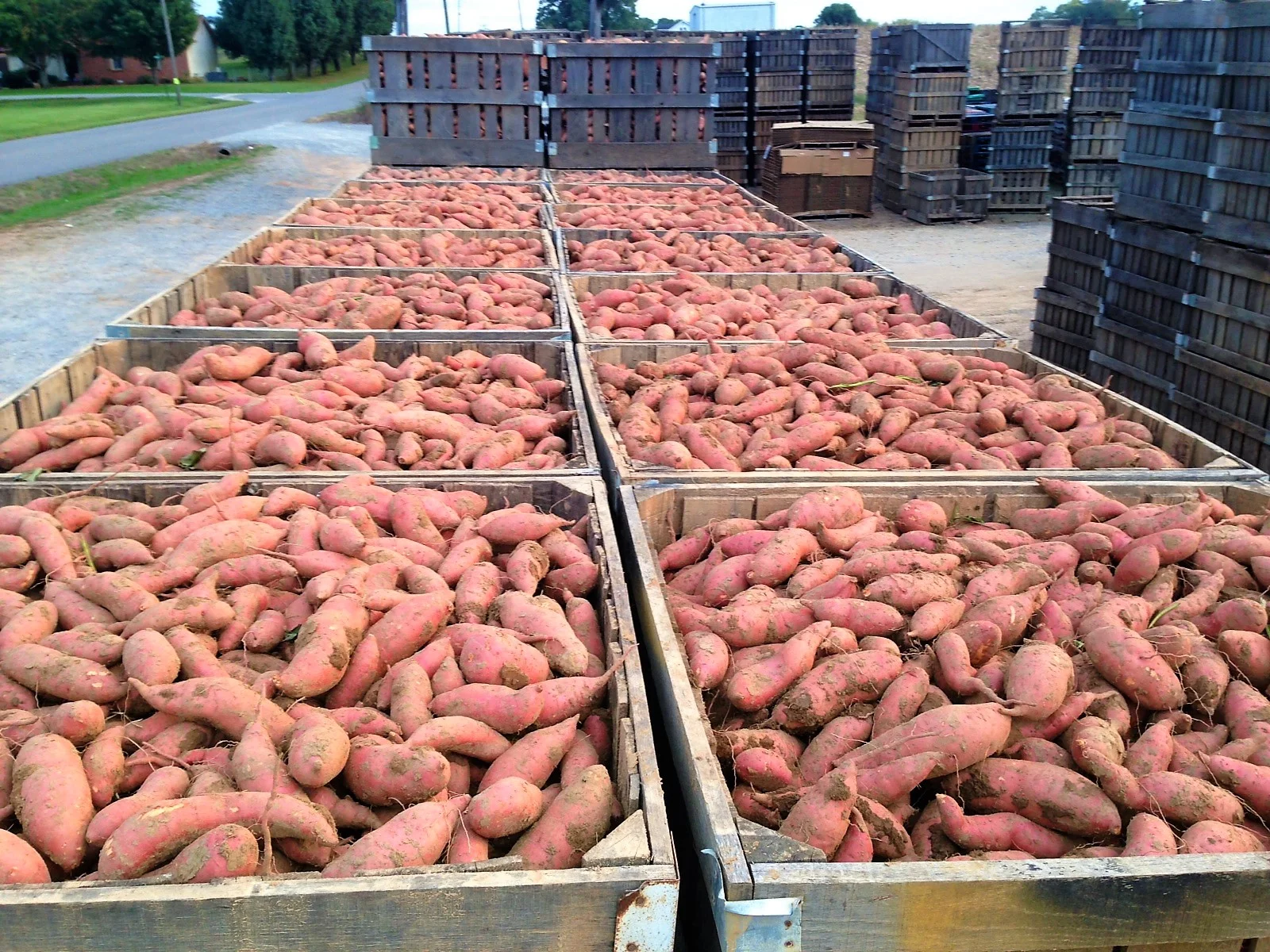  More sweet potatoes getting ready to be stored.  