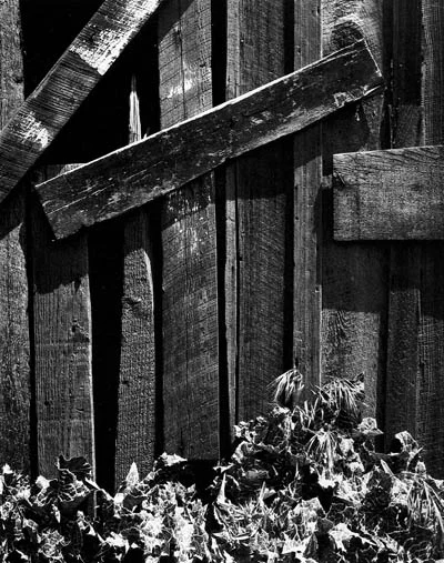 Close up of boarded fence and thisle weeds
