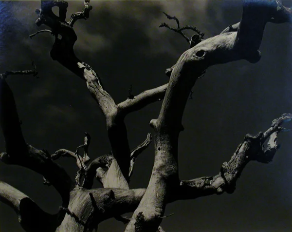 Twisted tree branches