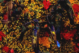 maximalist abstract composition of flowers
