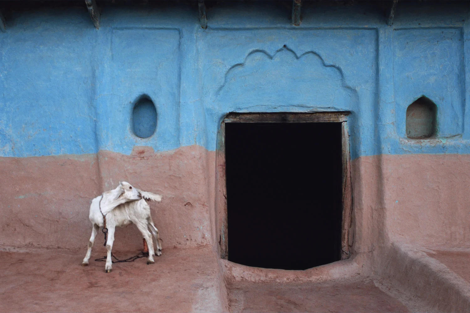 white goat in front of plaster indian building with blue and pink paint