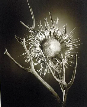 close up of thistle plant