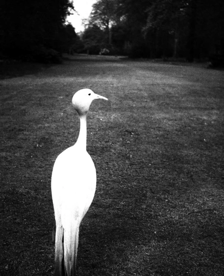 white bird