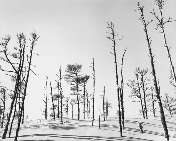 sand dune with thin leafless trees