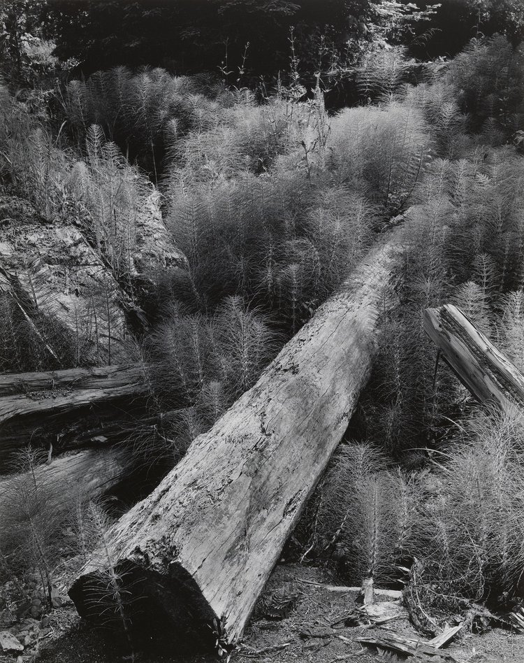 Log and Horsetails