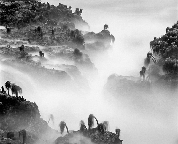 misty palm lined landscape