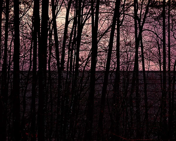 pink sky bisected by forest vertical trees interupt normal space