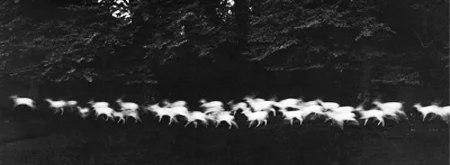 herd of white deer running through black forest
