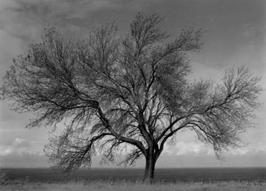 Walnut Tree big sky