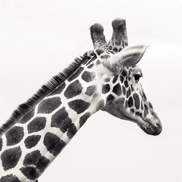 Giraffe head