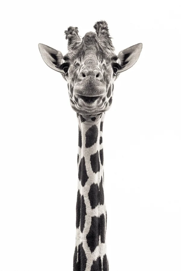 long neck giraffe