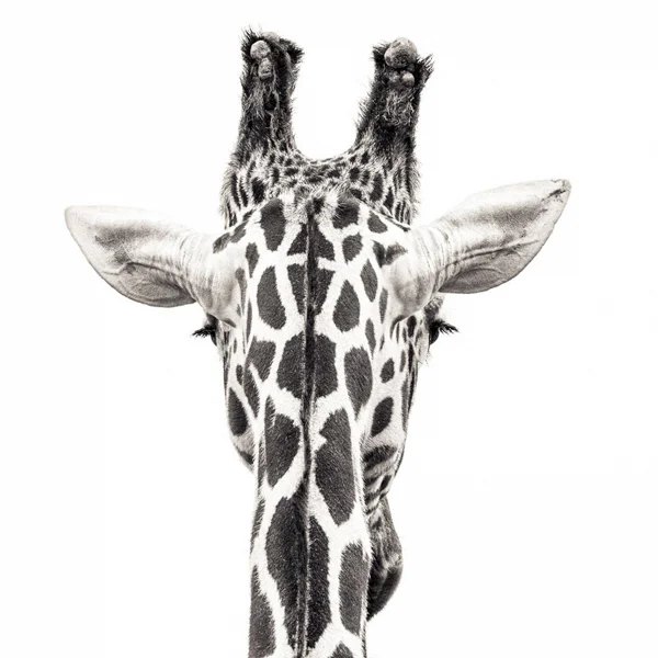 back of giraffe head