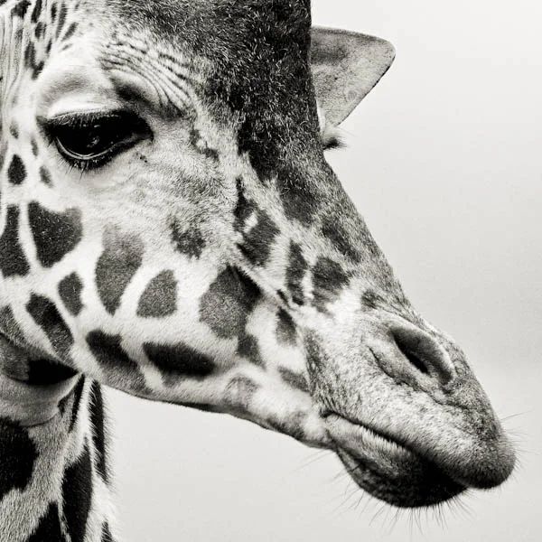 giraffe face