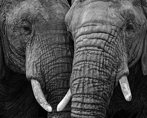 elephant faces nuzzling