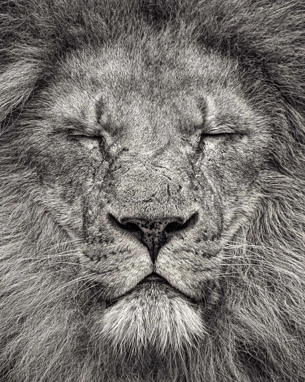 lion face sleeping