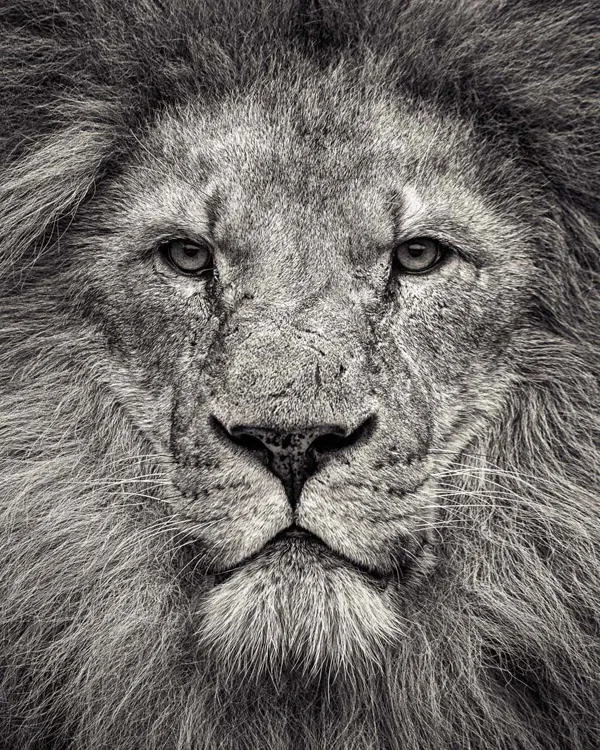 Lion face