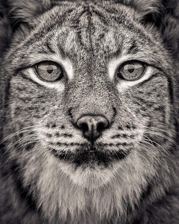 Lynx Face
