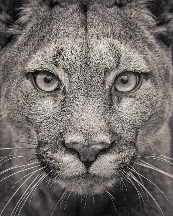 puma face