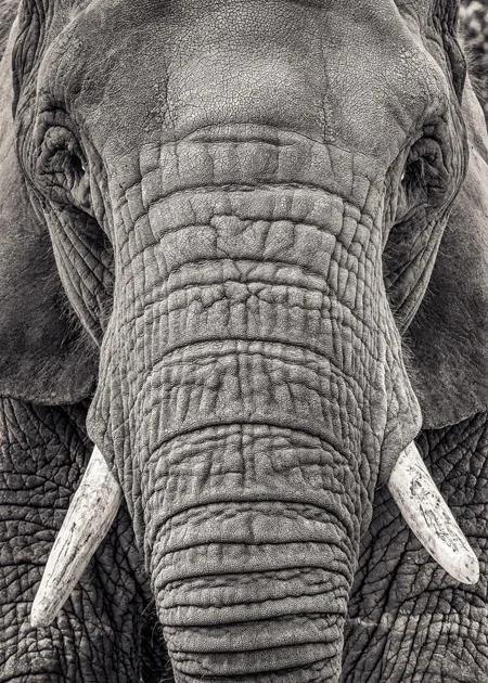 elephant face
