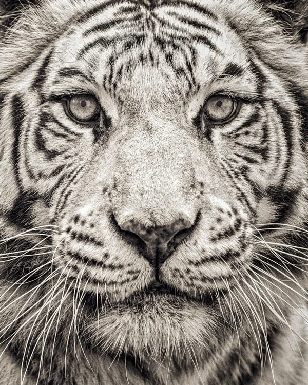 Tiger face