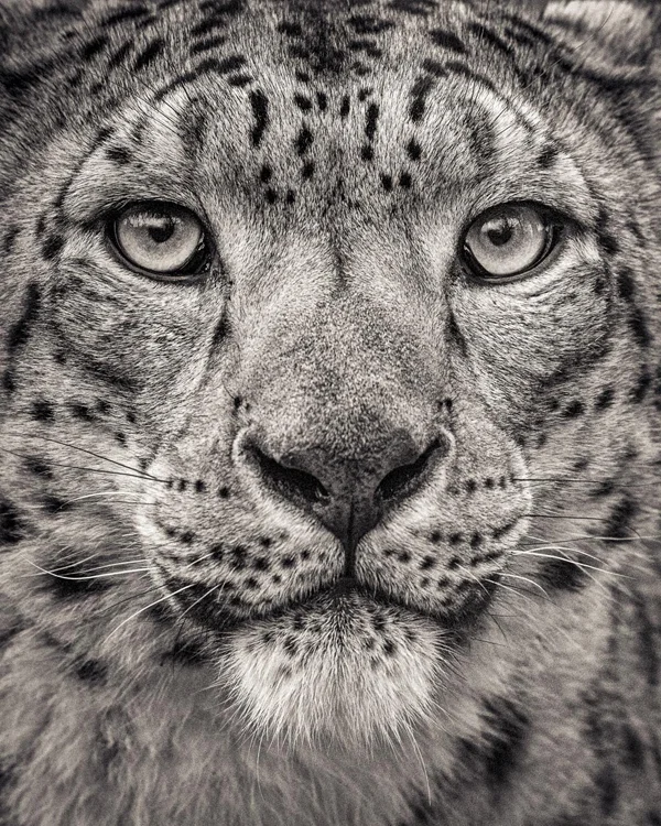 snow leopard face