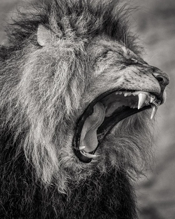 lion roaoring