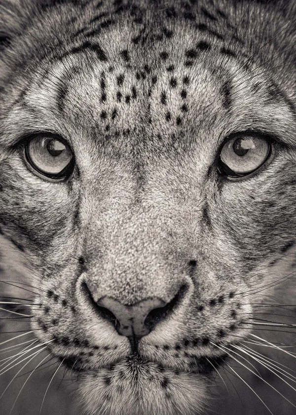 leopard face