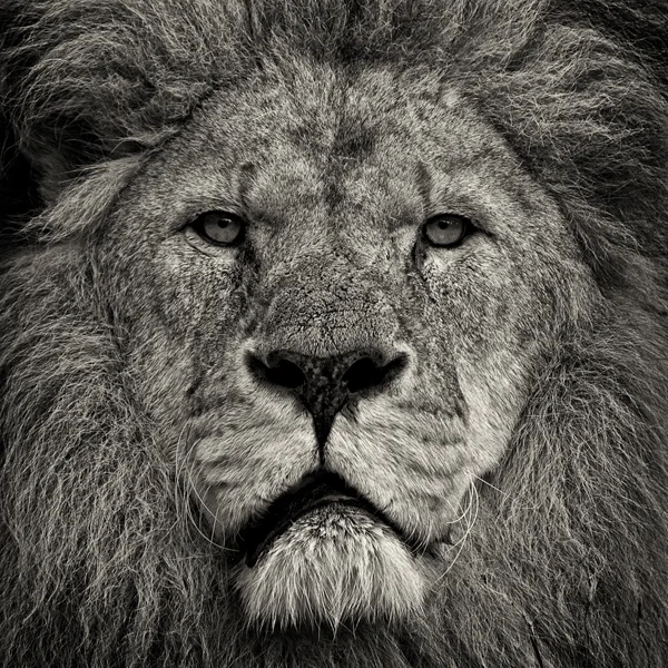 intimate portait of a calm male lions face and mane