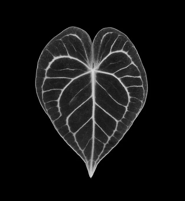 plant leaf