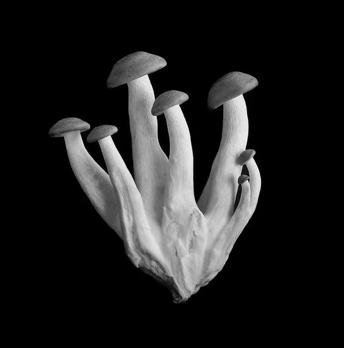 mushrooms