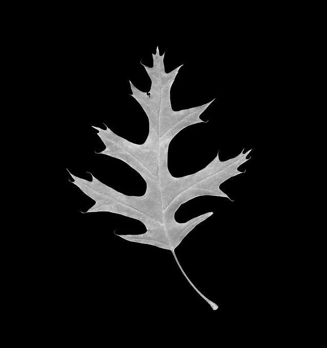Oak Leaf
