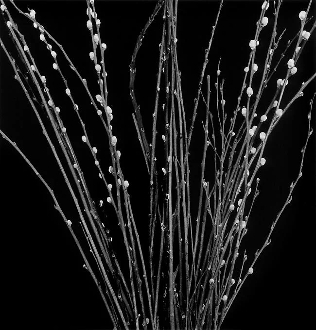 pussy willow branches