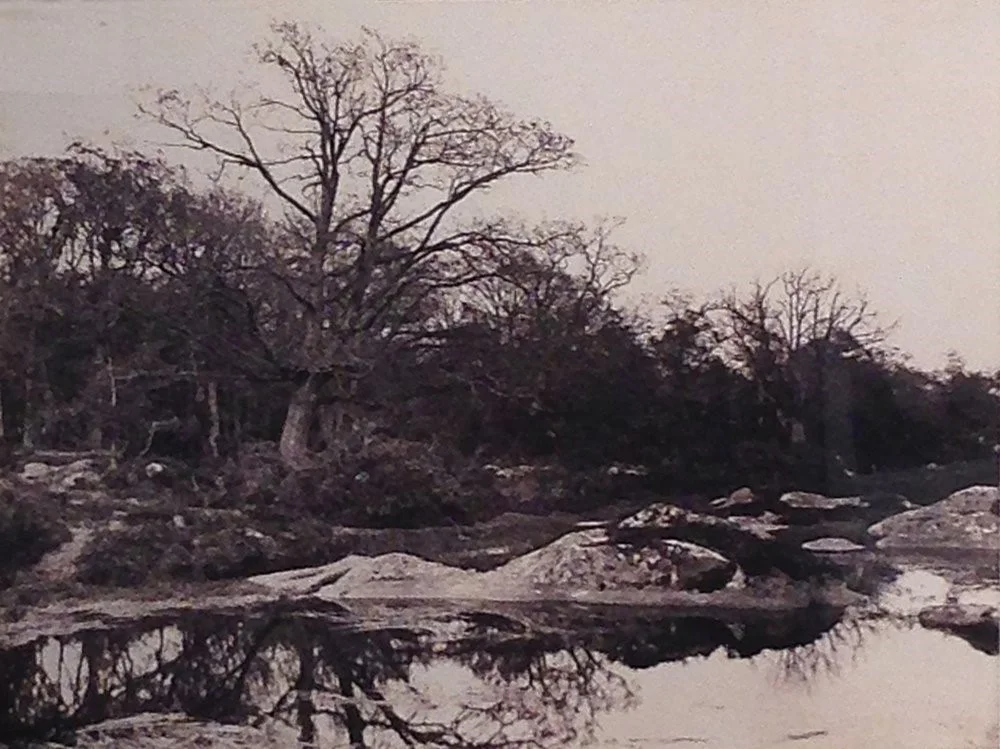 water scape with forest on otherside of pond