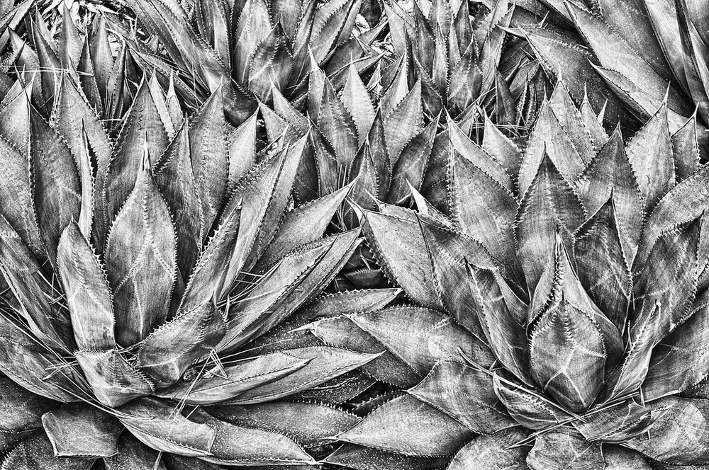 agave plants