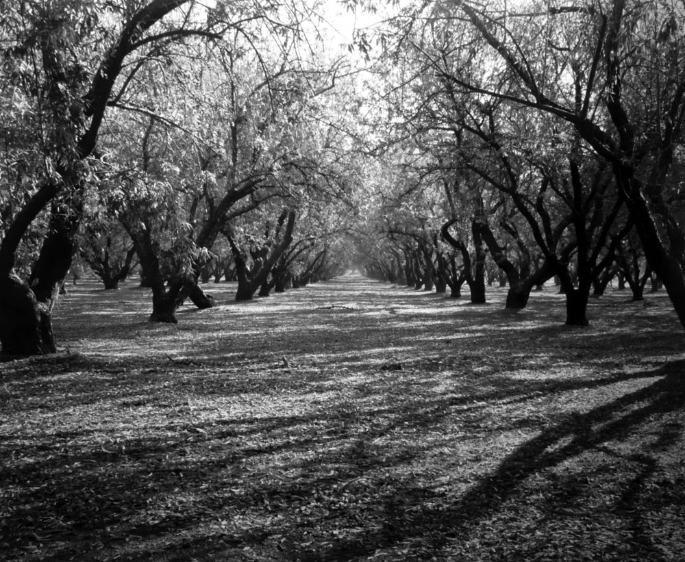 trees in rows orchard