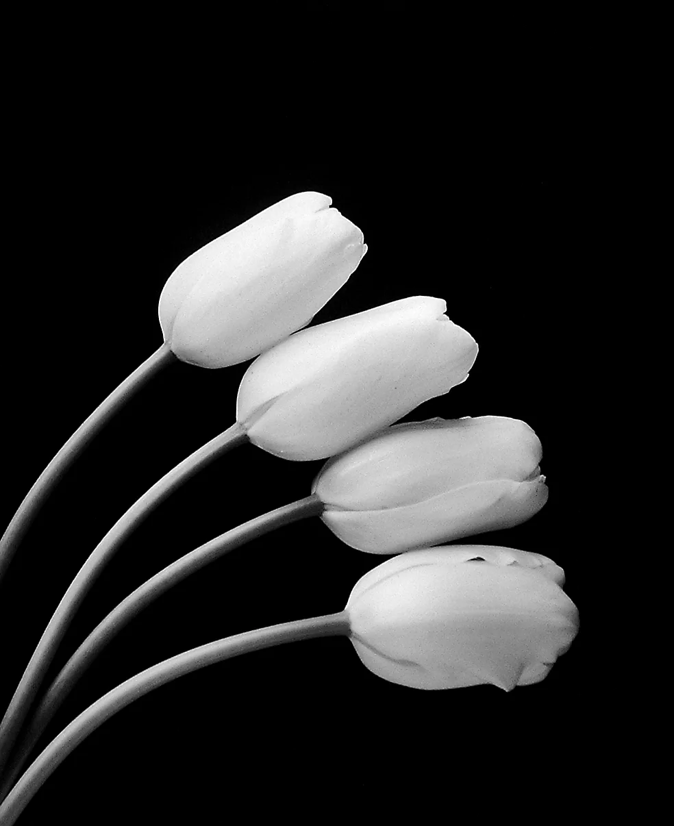 Four white French Tulips on black background