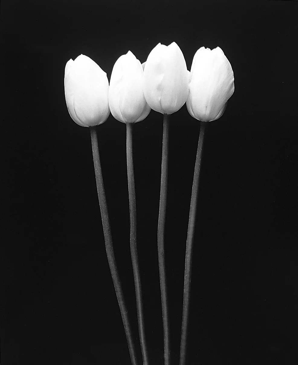 Four Tall French Tulips