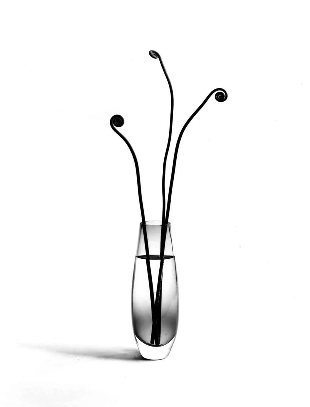 Fern in Glass Vase