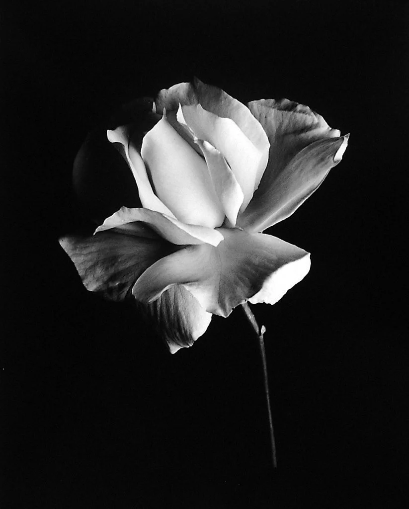 White Rose