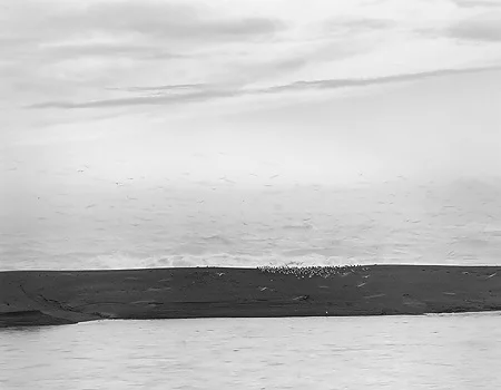 seascape with birds of sanddune