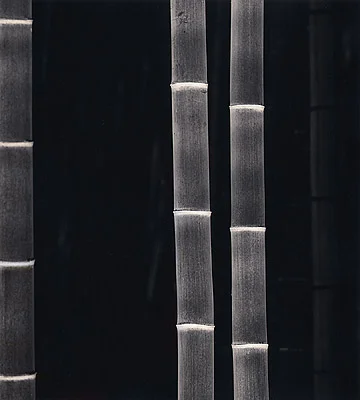Bamboo