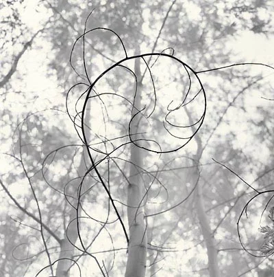 twigs and trees