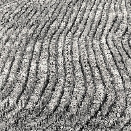 harvested field perfect rows