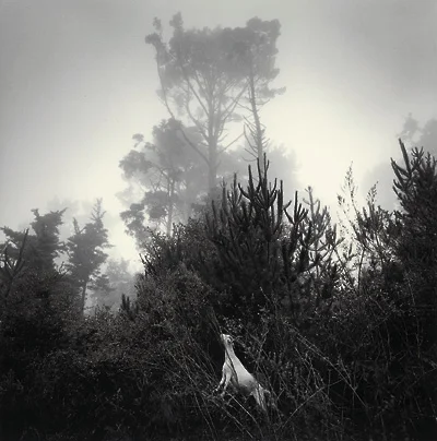 dog climbing bushes forest