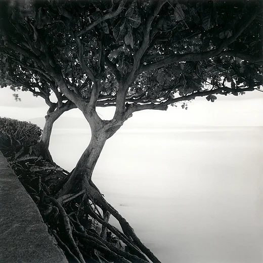 grape seed trees on cliff by sea