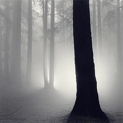 redwood forest fog