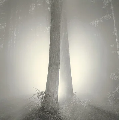 redwood forest fog