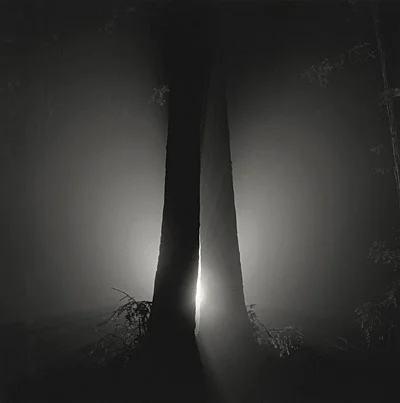 redwood forest fog