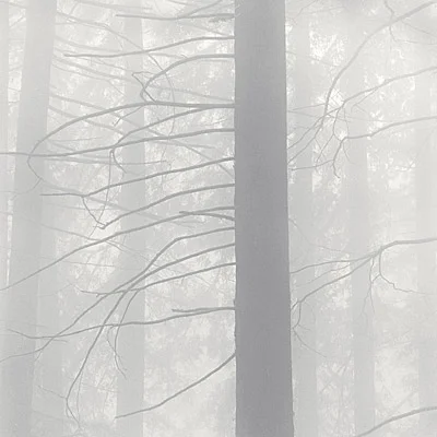 redwood forest fog
